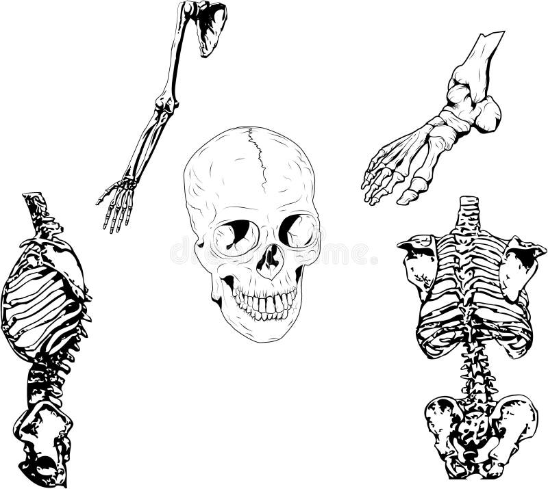 Modello Cranio Umano Dettagliato - Scultura In Resina Per Artisti, Studio Anatomico, 10x8 Cm - Foto 9