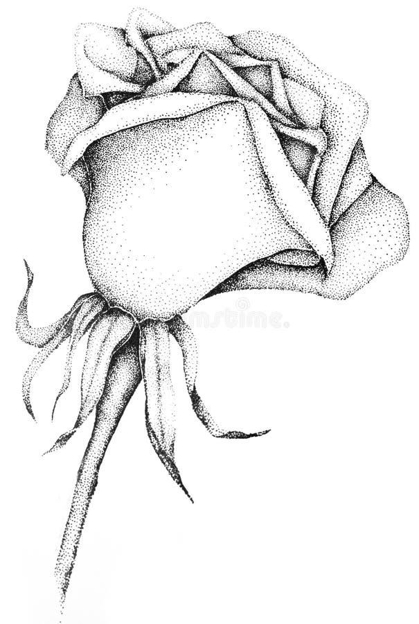 Illustrazione di una Rosa in fioritura