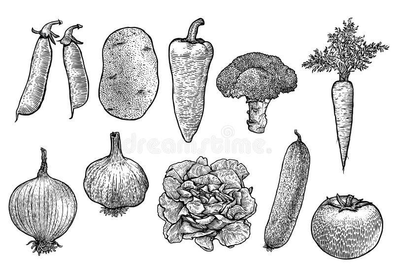 Illustrazione di verdure della raccolta, disegno, incisione, linea arte, verdura, vettore