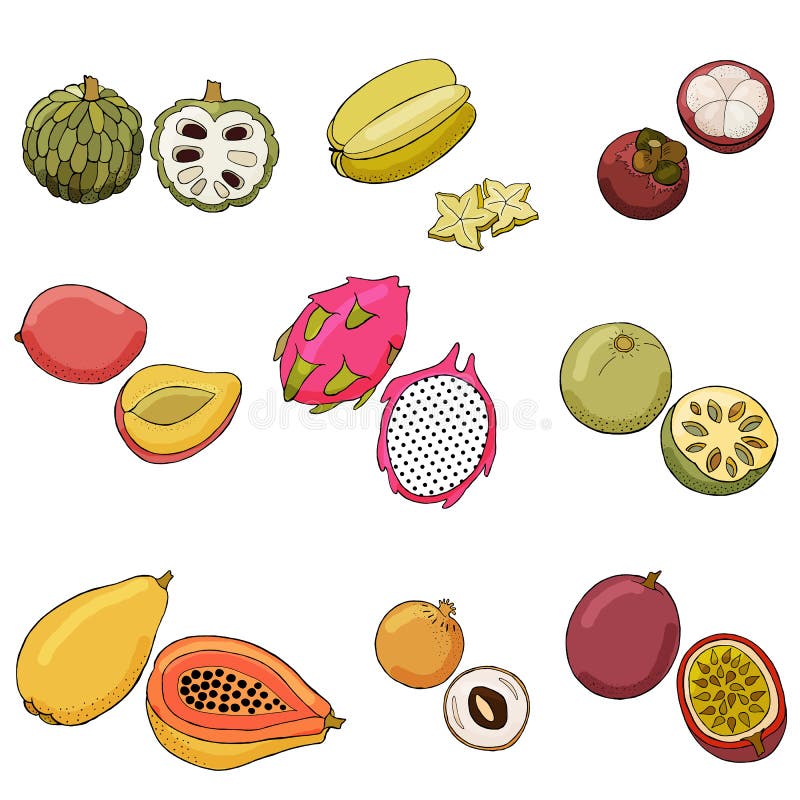 Illustrazione di vettore dei frutti esotici illustrazione vettoriale Illustrazione di vettore dei frutti esotici illustrazione vettoriale