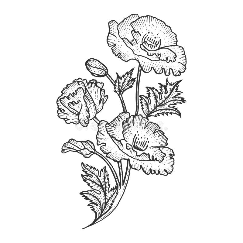 Illustrazione di vettore dell'incisione di schizzo del fiore del papavero royalty illustrazione gratis Illustrazione di vettore dell'incisione di schizzo del fiore del papavero royalty illustrazione gratis
