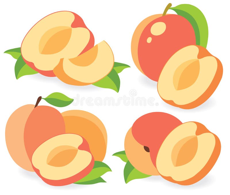 Illustrazione di vettore delle pesche o delle albicocche illustrazione di stock Illustrazione di vettore delle pesche o delle albicocche illustrazione di stock