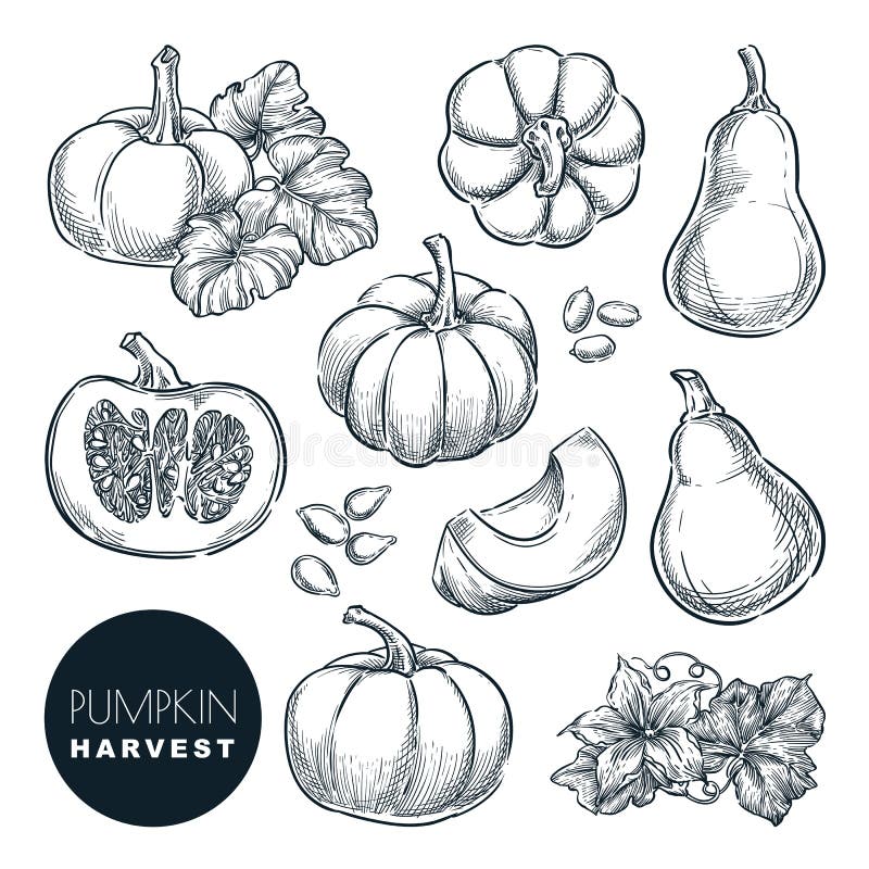 Illustrazione di vettore di schizzo delle zucche Agricoltura disegnata a mano del raccolto della zucca di autunno, elementi di pr illustrazione vettoriale Illustrazione di vettore di schizzo delle zucche Agricoltura disegnata a mano del raccolto della zucca di autunno, elementi di pr illustrazione vettoriale
