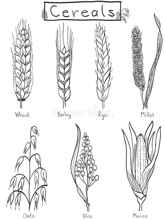 Illustrazione Disegnata A Mano Dei Cereali Illustrazione Vettoriale