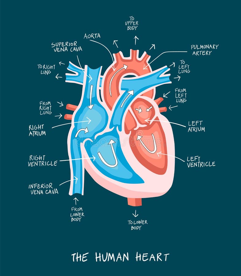 Hand drawn illustration of human heart anatomy. Educational diagram showing blood flow with main parts labeled. Vector illustration easy to edit. Hand drawn illustration of human heart anatomy. Educational diagram showing blood flow with main parts labeled. Vector illustration easy to edit