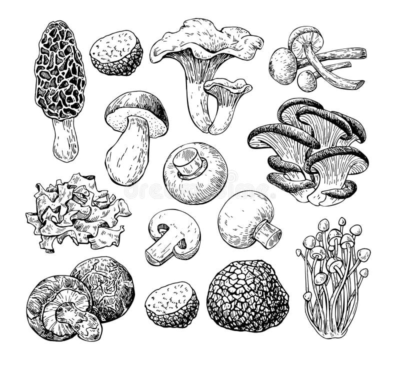 Illustrazione disegnata a mano di vettore del fungo Alimento di schizzo che disegna iso Illustrazione disegnata a mano di vettore del fungo Alimento di schizzo che disegna iso