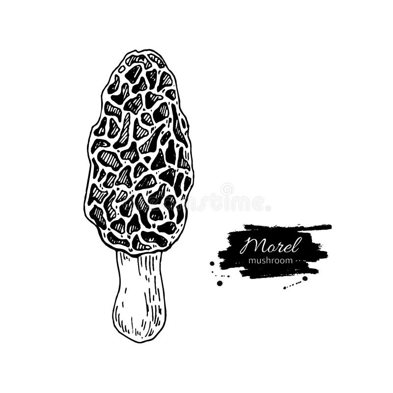 Illustrazione disegnata a mano di vettore del fungo della spugnola alimento di schizzo