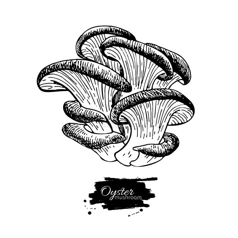 Illustrazione disegnata a mano di vettore del fungo di ostrica alimento di schizzo