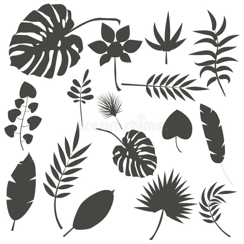 Illustrazione esotica di vettore della foglia di verde della giungla delle foglie di estate tropicale della palma