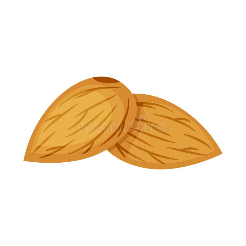 Illustrazione matta di vettore di due mandorle isolata su fondo bianco Illustrazione matta illustrazione vettoriale Illustrazione matta di vettore di due mandorle isolata su fondo bianco Illustrazione matta illustrazione vettoriale