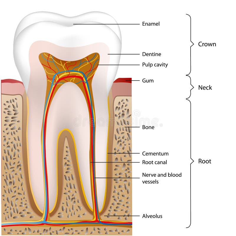 Illustrazione medica di vettore di anatomia del dente su fondo bianco royalty illustrazione gratis Illustrazione medica di vettore di anatomia del dente su fondo bianco royalty illustrazione gratis