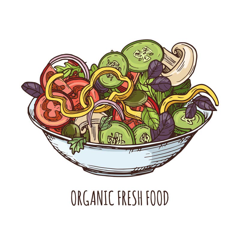 Illustrazione organica dell'alimento fresco Insalata di verdi disegnata a mano isolata su fondo bianco royalty illustrazione gratis Illustrazione organica dell'alimento fresco Insalata di verdi disegnata a mano isolata su fondo bianco royalty illustrazione gratis