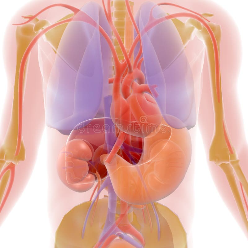 Illustrazione trasparente 3D degli organi di mostra interni del corpo umano, con i colori naturali - ³ n di Ilustracià illustrazione vettoriale Illustrazione trasparente 3D degli organi di mostra interni del corpo umano, con i colori naturali - ³ n di Ilustracià illustrazione vettoriale