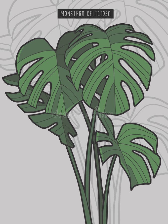 Illustrazione tropicale di vettore della pianta del windowleaf di monstera deliciosa tirato illustrazione di stock Illustrazione tropicale di vettore della pianta del windowleaf di monstera deliciosa tirato illustrazione di stock