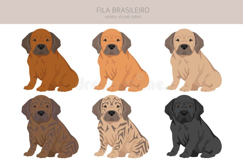 Fila Brasileiro puppy clipart. Different poses, coat colors set. Vector illustration. Fila Brasileiro puppy clipart. Different poses, coat colors set. Vector illustration