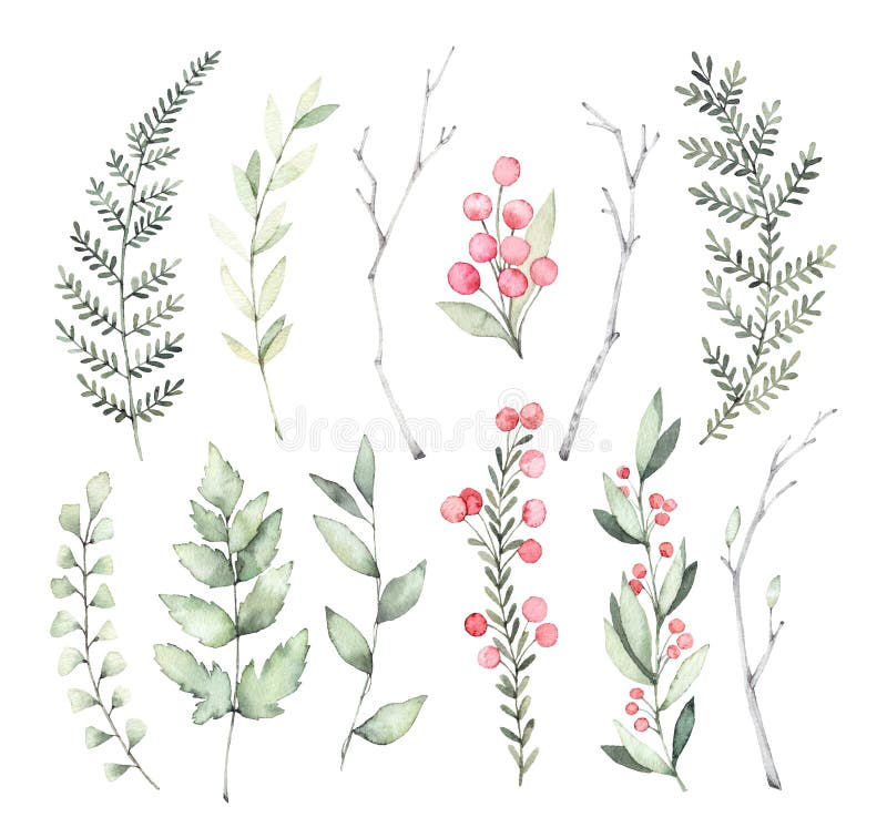Illustrazioni disegnate a mano dell'acquerello Clipart botanico Insieme del g illustrazione vettoriale Illustrazioni disegnate a mano dell'acquerello Clipart botanico Insieme del g illustrazione vettoriale