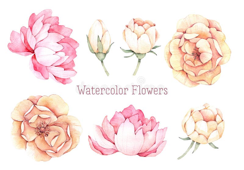 Illustrazioni disegnate a mano dell'acquerello Fiori rosa e gialli pe illustrazione di stock Illustrazioni disegnate a mano dell'acquerello Fiori rosa e gialli pe illustrazione di stock