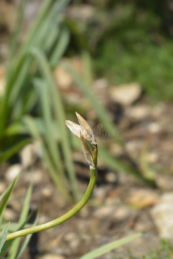 Iris Illyrica Stock Photos Free & RoyaltyFree Stock Photos from