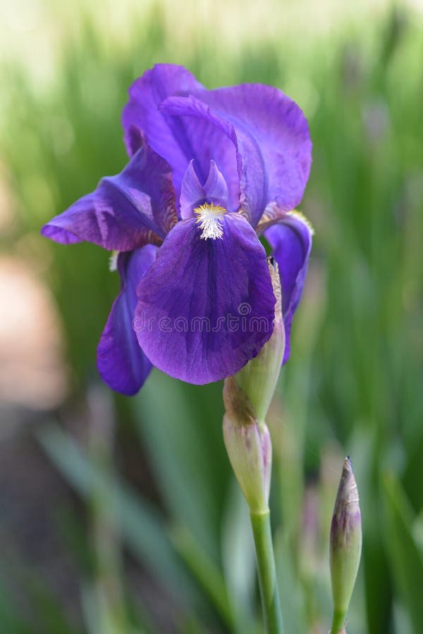 Iris Illyrica Stock Photos Free & RoyaltyFree Stock Photos from
