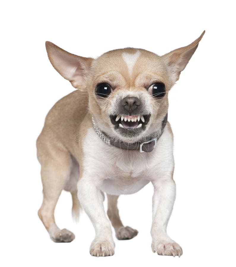 Angry Chihuahua growling, 2 years old, in front of white background. Angry Chihuahua growling, 2 years old, in front of white background