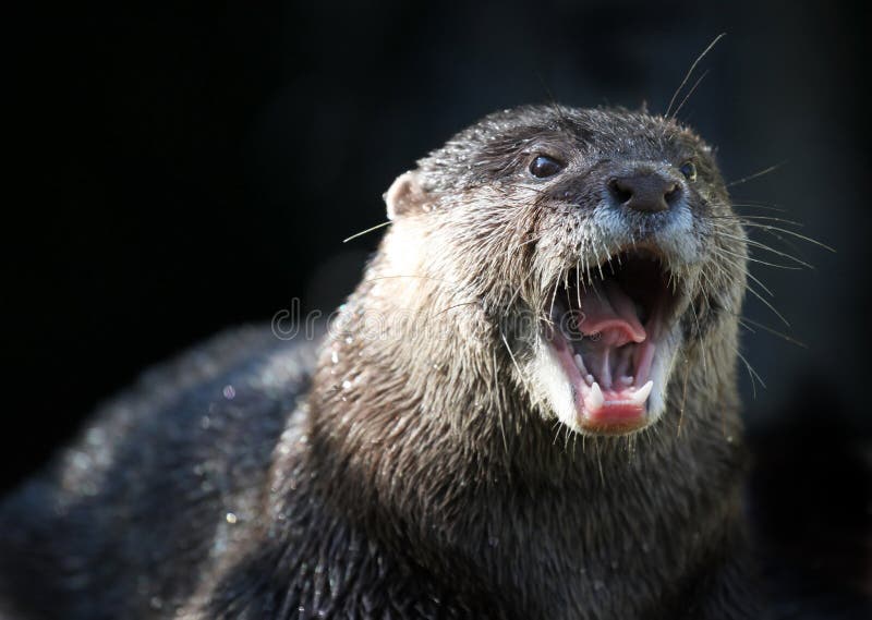 Angry otter with open mouth fletching his teeth. Angry otter with open mouth fletching his teeth