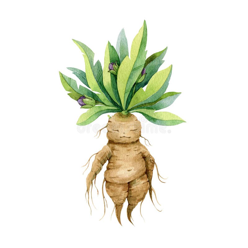 Vetores de Antigo Ilustração De Mandrake Planta e mais imagens de
