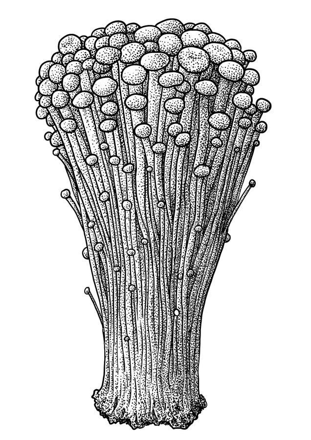 Cogumelo, Vetor, Desenho, Gravura, Ilustração, Velho, Pequeno, Minúscula,  Grupo Ilustração do Vetor - Ilustração de brânquia, desenho: 85331059