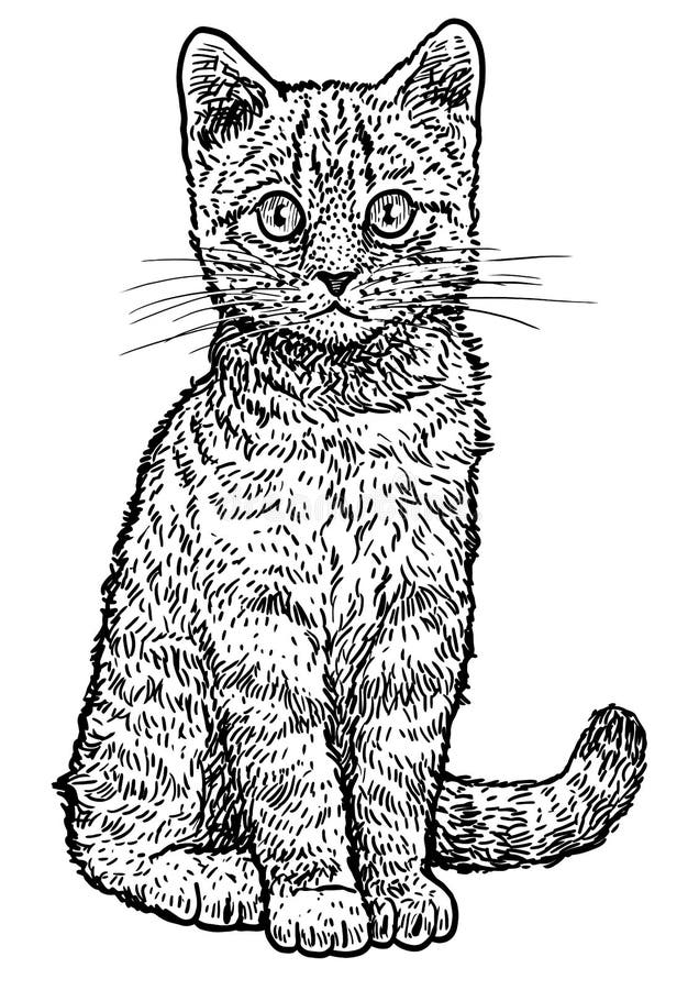 Desenho de gato malhado pintado e colorido por Mgorates o dia 12 de Março  do 2012
