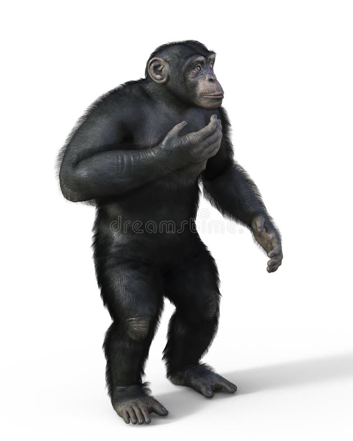 Macaco Chimpanzé Como Grande Espécie Macaca Nativa Da áfrica Tropical  Ilustração Vetorial Ilustração do Vetor - Ilustração de espécie, chimpanzé:  220428745
