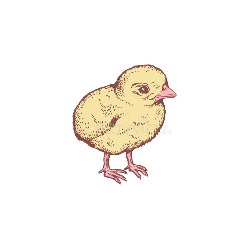 Esboço Da Página De Colorir Frango Ou Galinha Cartoon Com Pintinho  Recém-nascido. Ninho Com Ovo. Livro De Coloração Para Crianças Ilustração  do Vetor - Ilustração de animal, linha: 231734431