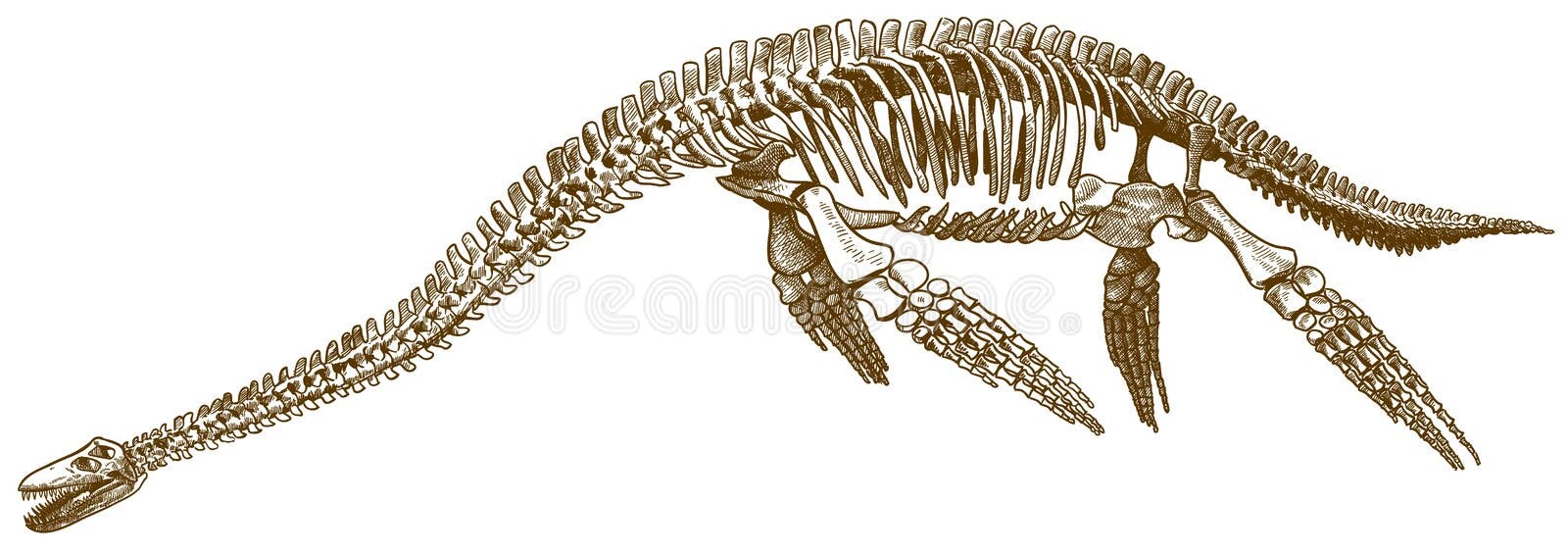 Gravura vetorial desenho ilustração do esqueleto do tiranossauro t rex  isolado no fundo branco