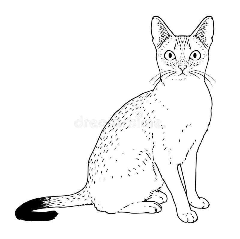 Imagem De Gato Realista Isolada Ilustração do Vetor - Ilustração de animal,  cara: 219319622