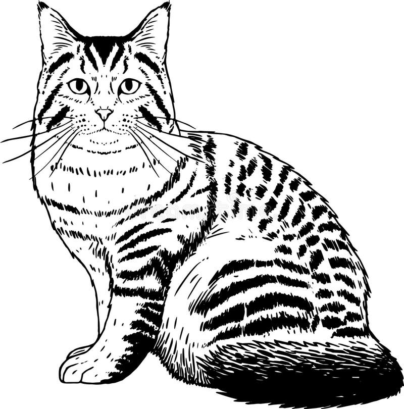 Imagem De Gato Realista Isolada Ilustração do Vetor - Ilustração de animal,  cara: 219319622