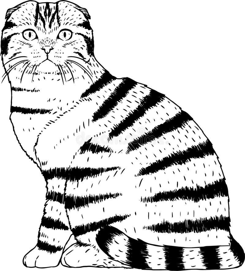 Imagem De Gato Realista Isolada Ilustração do Vetor - Ilustração de animal,  cara: 219319622