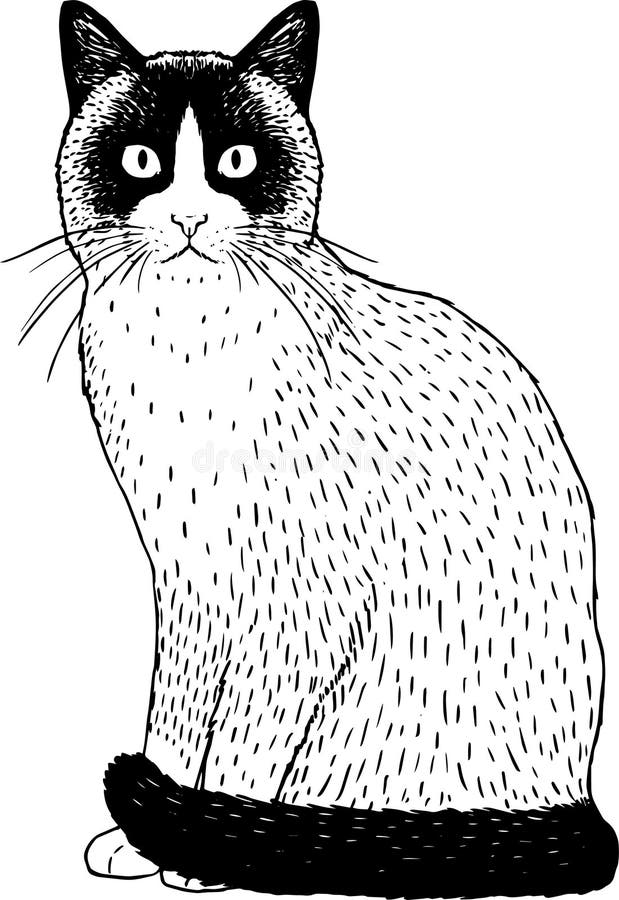 Imagem De Gato Realista Isolada Ilustração do Vetor - Ilustração de animal,  cara: 219319622