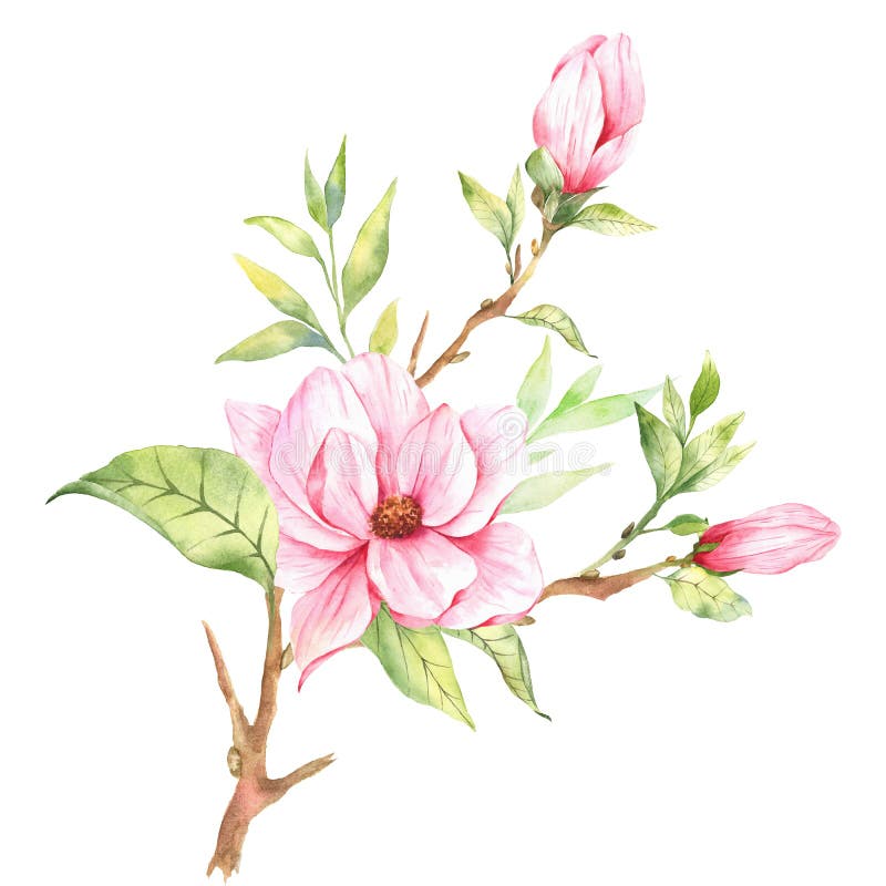 Magnólia Flor Aquarela PNG , Aquarela, Mão, Empate PNG Imagem para download  gratuito