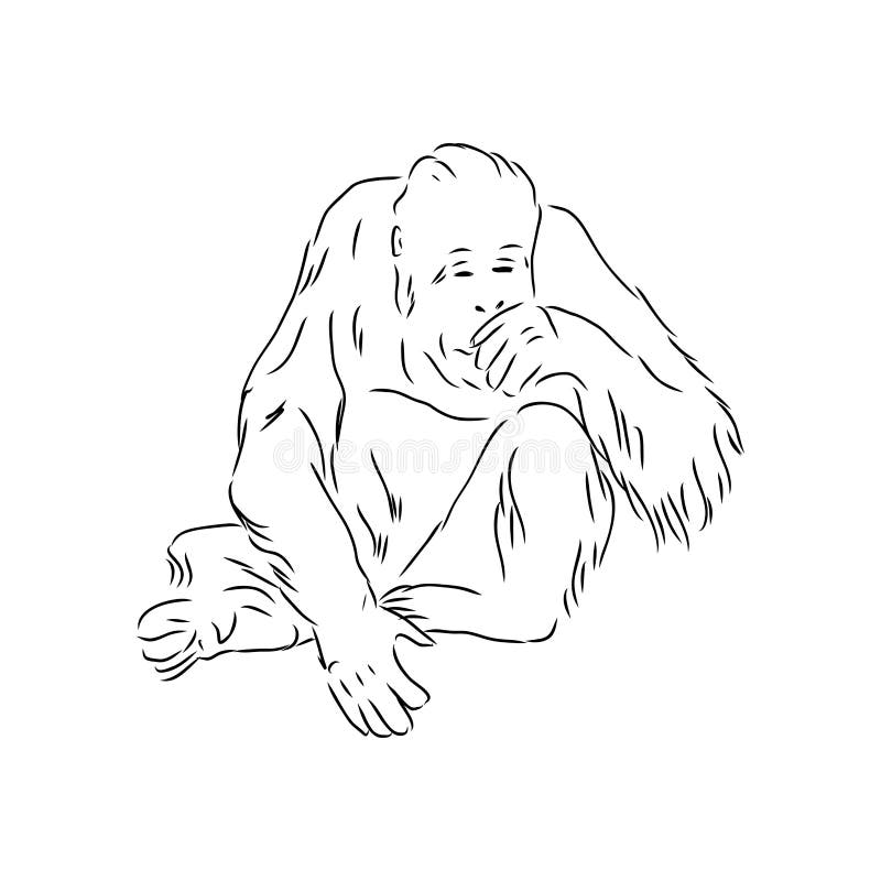 Vetores e ilustrações de Macaco desenho realista para download gratuito