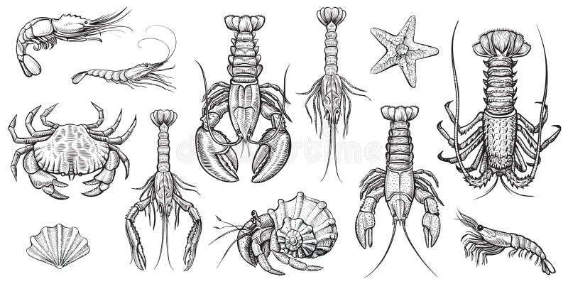 Ilustrações Do Vetor Dos Crustáceos Ajustadas Ilustração do Vetor ...