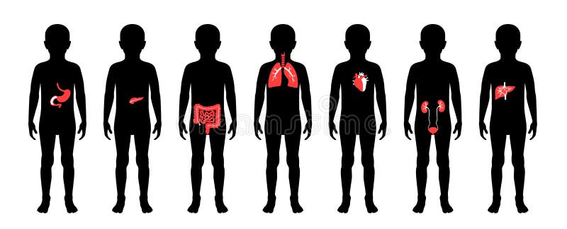 Illustration Of Child Internal Organs In Boy Body Ilustração Do Vetor