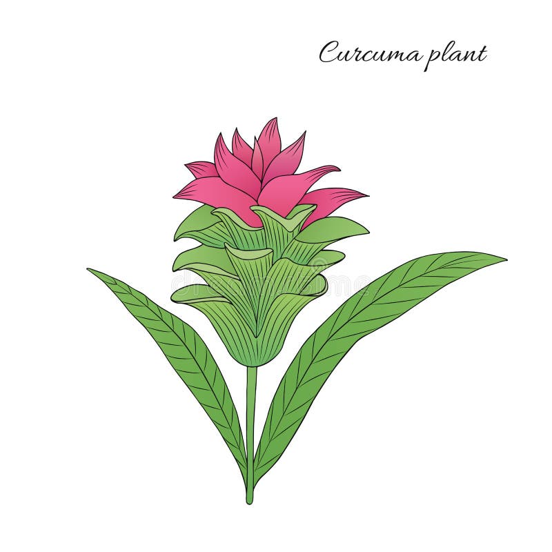 Ilustración De La Planta De Kurkuma Ilustración del Vector - Ilustración de  contorno, cuidado: 197000420