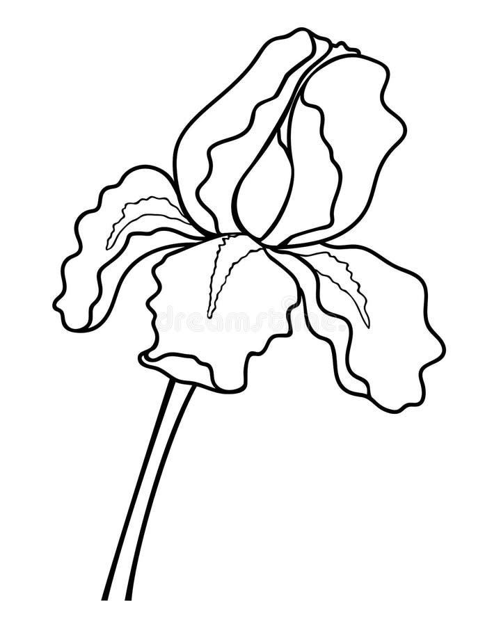 Ilustración Vectorial Lineal De Flor Iris Para Colorear. Iris Una Planta De  Jardín Un Elemento Para Un Libro De Colores. Esquema. Ilustración del  Vector - Ilustración de flor, libro: 188218010