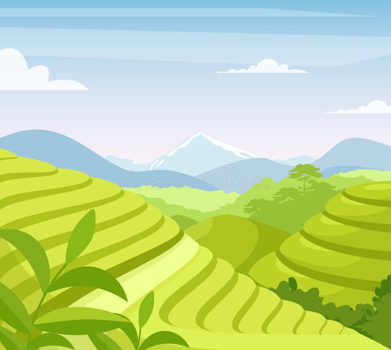  Ilustración Vectorial Plana De La Plantación De Té Campos De Agricultura Rural De Asia Paisaje De Dibujos Animados De Zonas Rural Ilustración del Vector