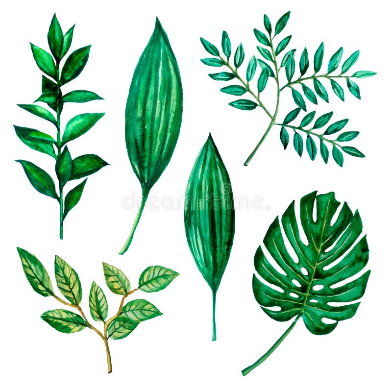 Ilustraciones de la acuarela Hojas verdes, hierbas stock de ilustración Ilustraciones de la acuarela Hojas verdes, hierbas stock de ilustración
