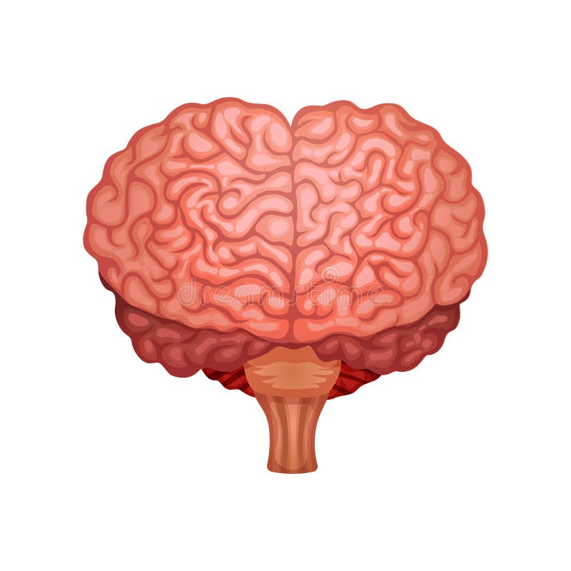 Composición De áreas De Anatomía Cerebral Ilustración Del Vector Ilustración De Cerebral