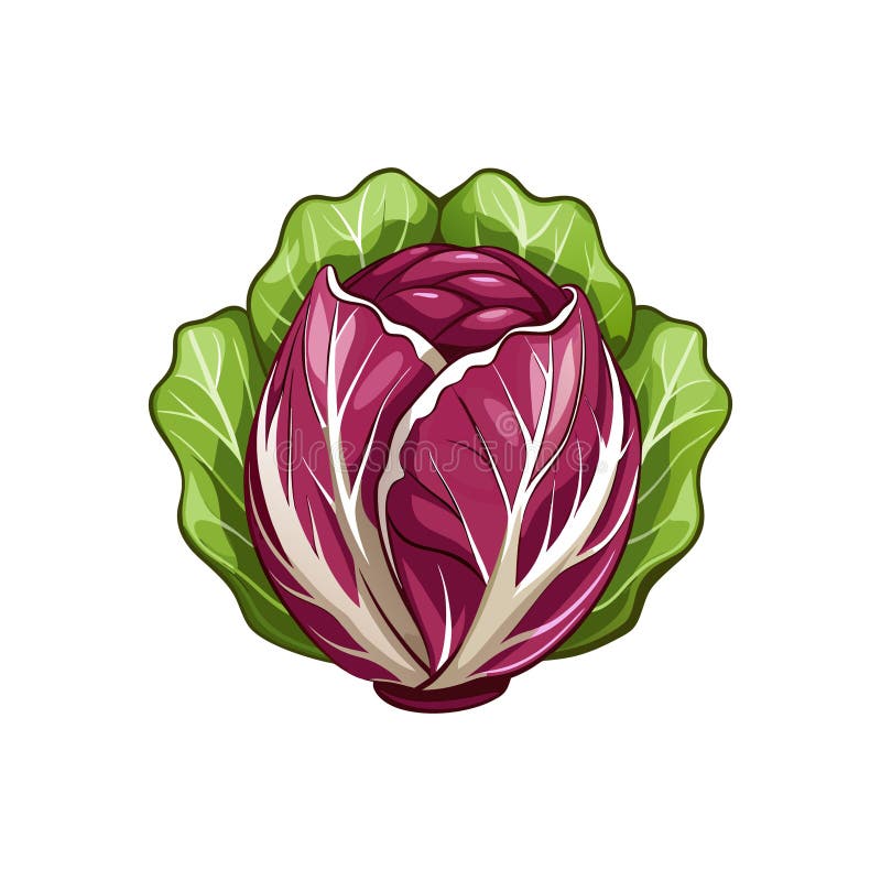 Ilustración de color verde Radicchio fresco libre illustration