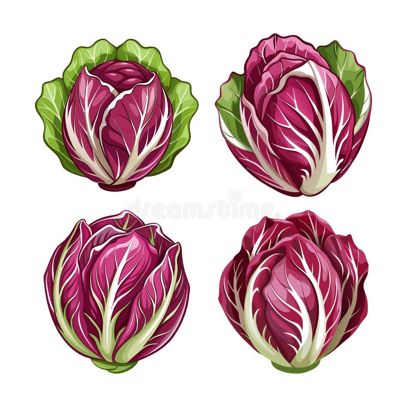 Ilustración de color verde Radicchio fresco. Una representación fresca de radicchio ideal para platos coloridos.