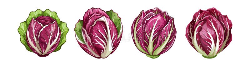 Ilustración de color verde Radicchio fresco ilustración del vector