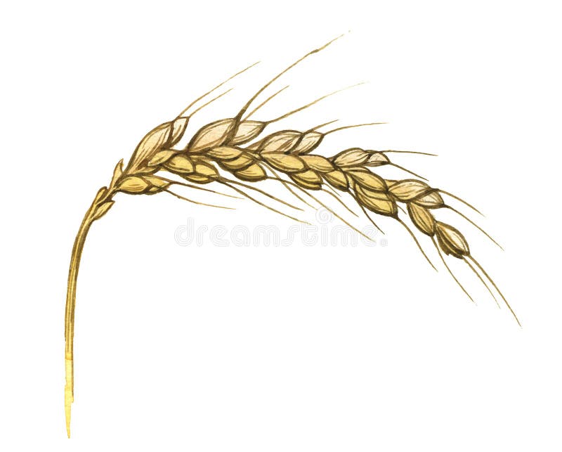 Ilustración de la acuarela del oído del trigo en blanco ilustración del vector Ilustración de la acuarela del oído del trigo en blanco ilustración del vector