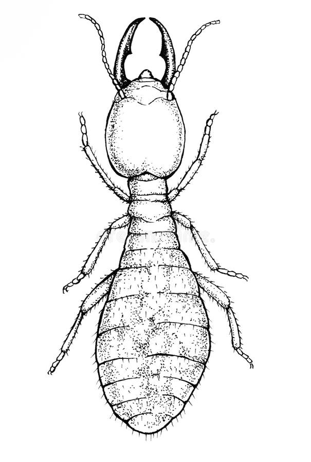 Ilustración de la termita del soldado