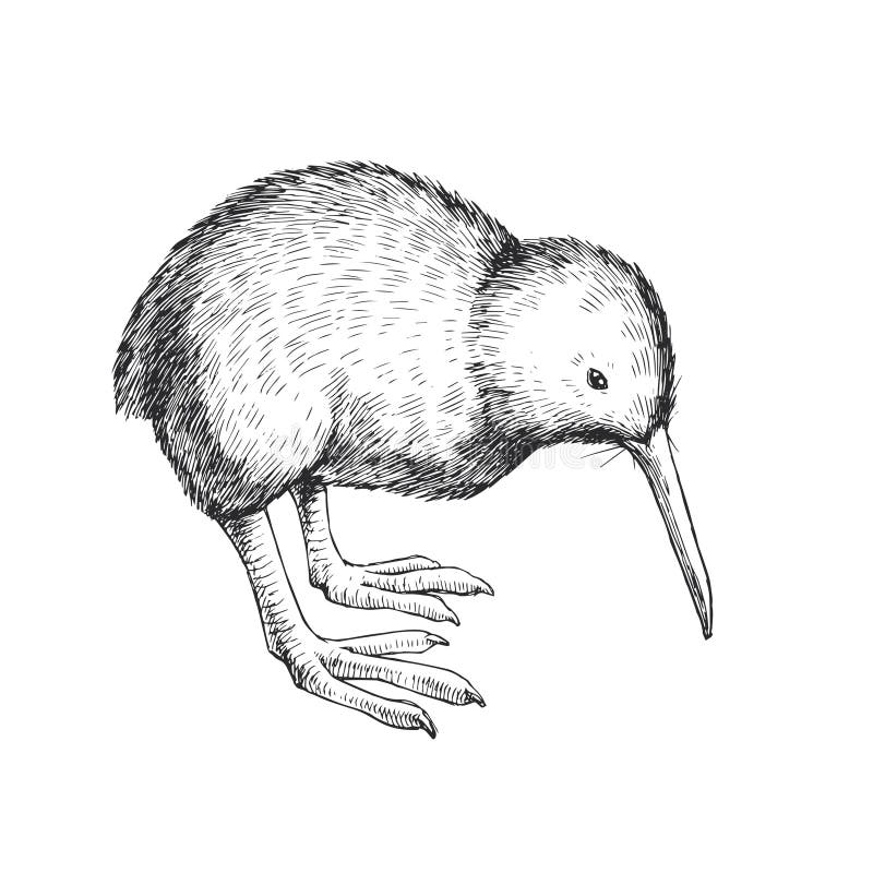 Ilustración de un ave kiwi dibujada a mano. Esbozo en blanco y negro de un animal neozelandés. stock de ilustración